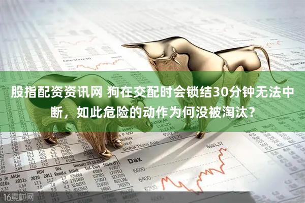 股指配资资讯网 狗在交配时会锁结30分钟无法中断，如此危险的动作为何没被淘汰？